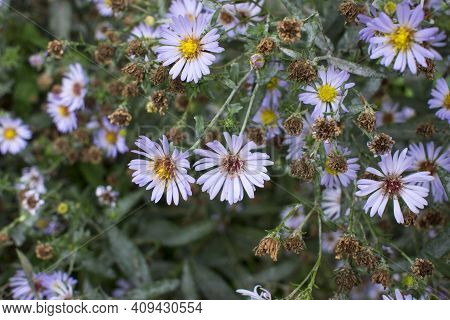 Autumn Aster In Garden. Undersized Varieties. Small Garden Astra Flowers. Group Of Alpine Asters