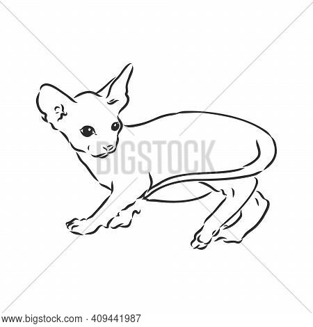 Sketch Of A Sphinx Cat, Isolated, On A White Background. Sphinx Cat, Vector Sketch On A White Backgr