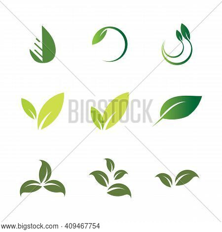 Leaf