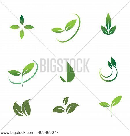 Leaf