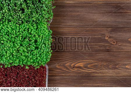 Microgreen Sprouts Of Radish, Rukula, Amaranth On A Wooden Table. Vegan And Healthy Food Concept. Gr