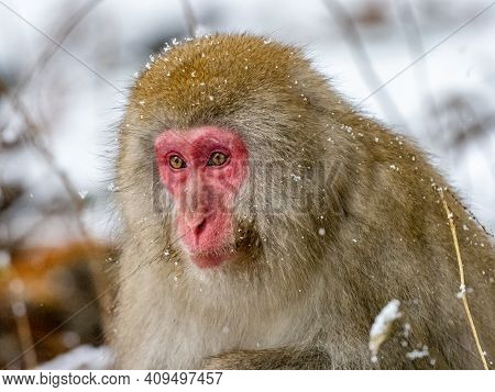 A Japanese Macaque, Macaca Fuscata, Sits In The Snow Outside Jigokudani Monkey Park, Nagano Prefectu