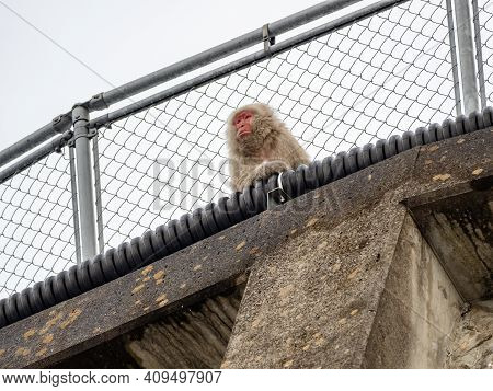 A Japanese Macaque, Macaca Fuscata, Sits On A Concrete Wall In Yudanaka Village Near Jigokudani Monk