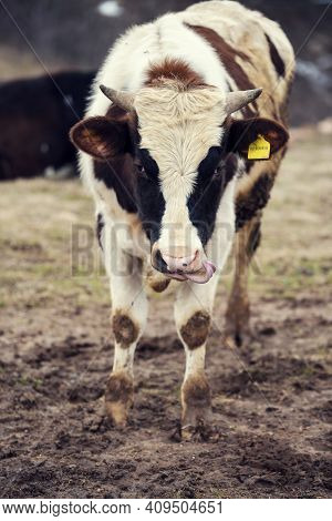 Vertical Shot Of Cow With Tongue Out And Yellow Mark On A Ear Looking At Camera