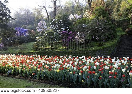 Verbania (vco), Italy - April 01, 2017: Tulips In \