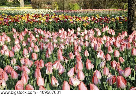 Verbania (vco), Italy - April 01, 2017: Tulips In \