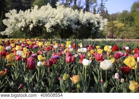 Verbania (vco), Italy - April 01, 2017: Tulips In 
