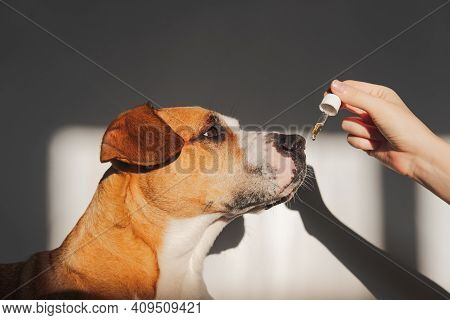 Dog Taking Essential Oil From Dropper. Nutritional Supplements, Calming Products, Cbd Or Thd Oils Fo