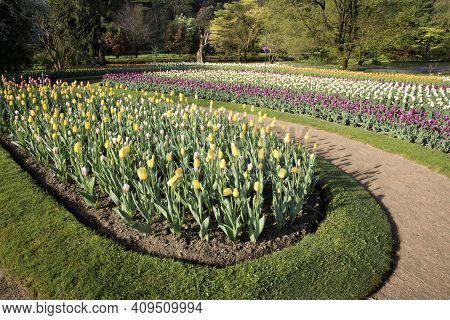 Verbania (vco), Italy - April 01, 2017: Tulips In 