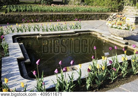 Verbania (vco), Italy - April 01, 2017: Tulips In 