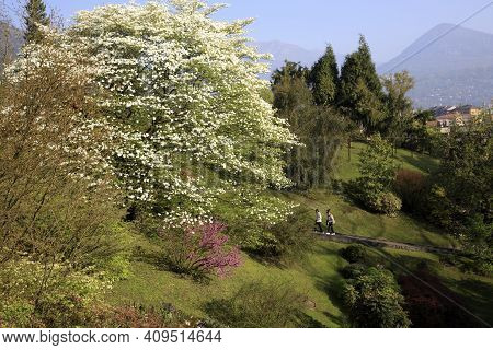 Verbania (vco), Italy - April 01, 2017: Villa Taranto Botanical Gardens, Verbania, Piedmont, Italy
