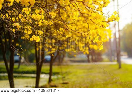 Beautiful Blooming Yellow Golden Tabebuia Chrysotricha Flowers With The Park In Spring Day At Evenin