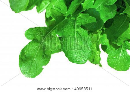 tuore Rucola