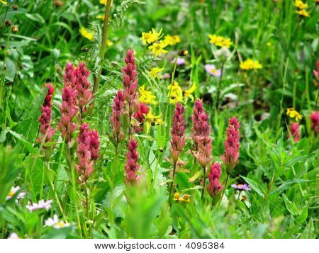 Wildflowers