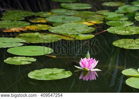 blooming pink water lily (nymphaea) in the lake Bokod, Hungary