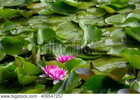 blooming pink water lilies (nymphaea) in the lake Bokod, Hungary