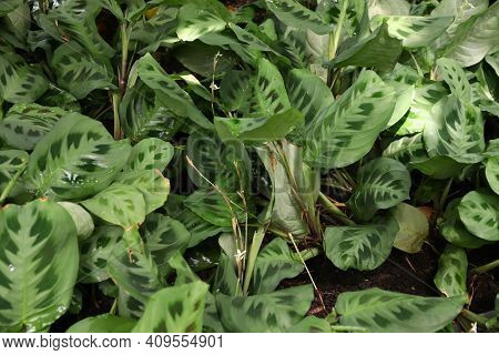 Maranta Plant. Maranta Leuconeura Plant Species. Ornamental Plant In Kew Gardens, London.