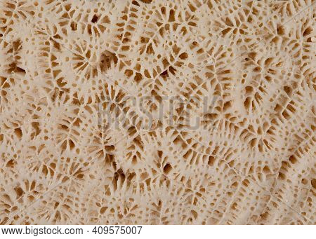 Macro View Of The Details Of The Ridges And Valleys Of A Brain Coral (diploria).
