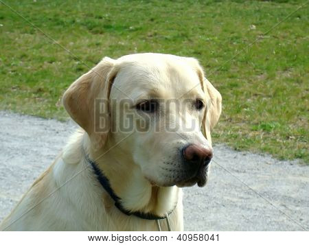 Cane astratto