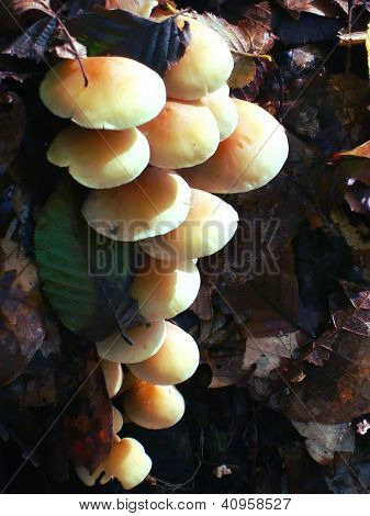 Cluster di funghi