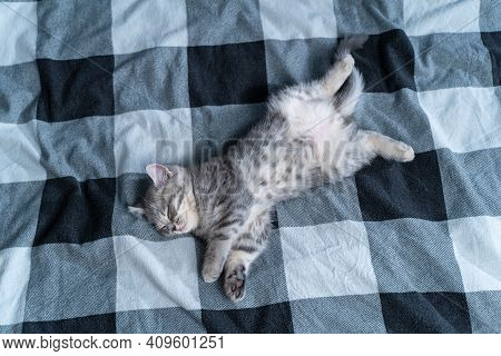 Cute Kitten Lies On Back And Sleeping. Tabby Scottish Kitty Gray Funny Lying And Sleeping On Bed. Lo