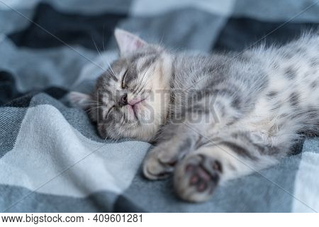 Small Purebred Scottish Straigth Kitten Lies On Back On Plaid Blanket On Tbed And Sleeps Cute. Adora