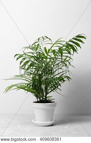 Beautiful Ravenea Rivularis Plant In Pot On Grey Marble Table. House Decor