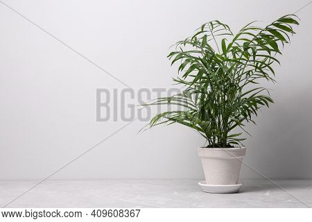 Beautiful Ravenea Rivularis Plant In Pot On Grey Marble Table, Space For Text. House Decor