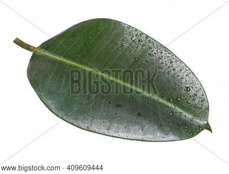 Fresh Green Leaf Of Ficus Elastica Plant Isolated On White