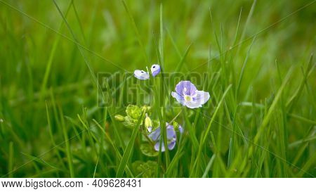 Veronica Umbrosa Georgia Blue Flowers On Green Grass Background Close Up.