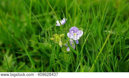 Veronica Umbrosa Georgia Blue Flowers On Green Grass Background Close Up.