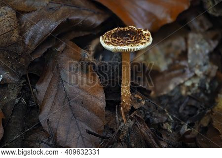 The Chestnut Dapperling (lepiota Castanea) Is An Deadly Poisonous Mushroom , An Intresting Photo