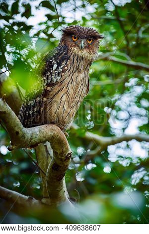 Brown Fish-owl, Ketupa Zeylonensis, Owl From Asia. Beautiful Bird Of Prey Sitting In The Deep Forest