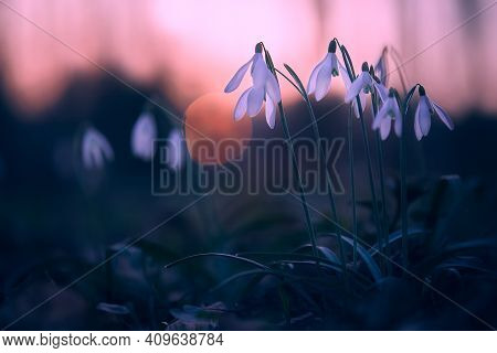 Snowdrops (galanthus Nivalis) In The Dark Forest At Sunset. Beautiful Snowdrop Flowers (galanthus Ni