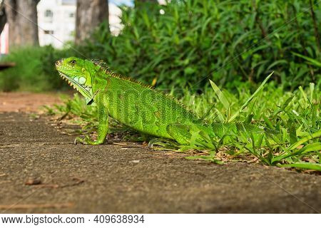 Green Iguana In Fort De France, Martinique. Also Known As The American Iguana Is A Lizard Reptile In