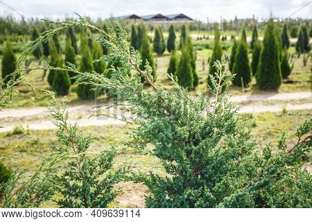 Rows Of Young Conifers In Greenhouse With A Lot Of Plants On Plantation
