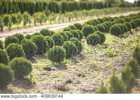 Rows Of Young Conifers In Greenhouse With A Lot Of Plants On Plantation