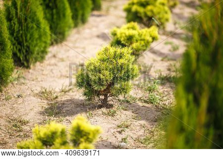 Rows Of Young Conifers In Greenhouse With A Lot Of Plants On Plantation
