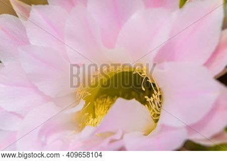 Macro View Of Yellow Anthers. Blurry Pink Cactus Flower. Nature Background.