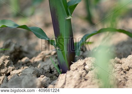The Maize Plant Possesses A Simple Stem Of Nodes And Internodes Or Water While The Maize Is Growing