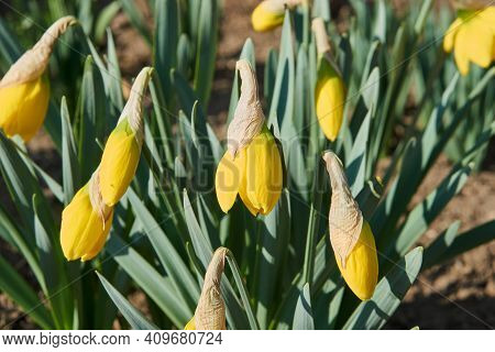 Daffodil Yellow Flowers Close-up With Green Grass.