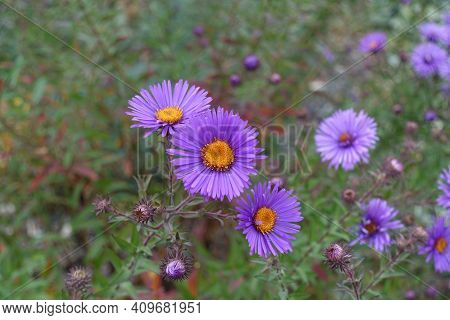Daisy Like Purple Flowers Of New England Aster In October