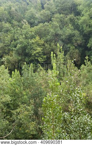 Evergreen Forest In The Municipality Of Barlovento. La Palma. Canary Islands. Spain.