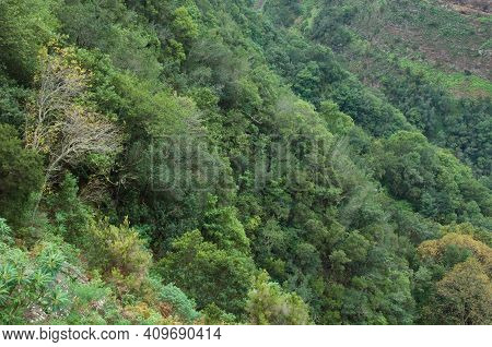Evergreen Forest In The Municipality Of Barlovento. La Palma. Canary Islands. Spain.