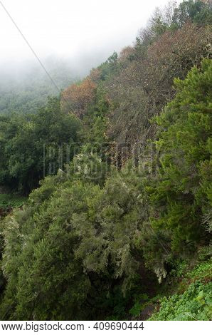 Evergreen Forest In The Municipality Of Barlovento. La Palma. Canary Islands. Spain.