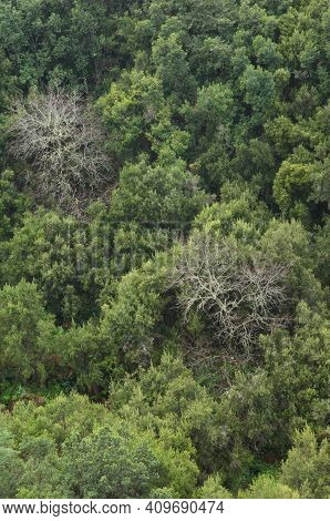 Sweet Chestnuts Castanea Sativa And Evergreen Forest. Barlovento. La Palma. Canary Islands. Spain.