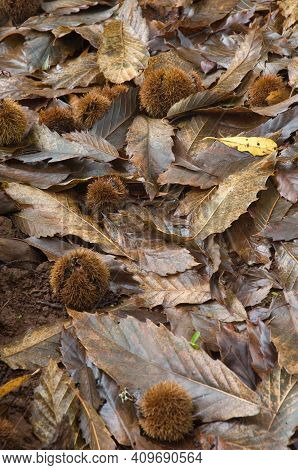 Fruits And Fallen Leaves Of Sweet Chestnut Castanea Sativa. Barlovento. La Palma. Canary Islands. Sp