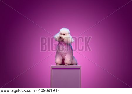 White Poodle Sitting On Pedestal Isolated On Purple Background In Neon Light.