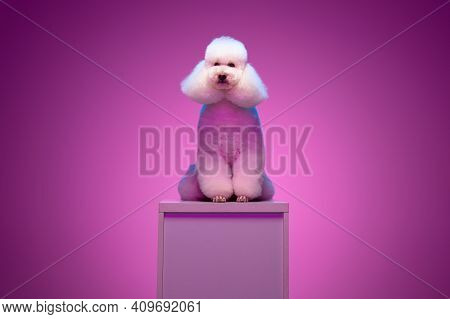 White Poodle Sitting On Pedestal Isolated On Purple Background In Neon Light.