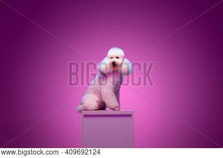 White Poodle Sitting On Pedestal Isolated On Purple Background In Neon Light.